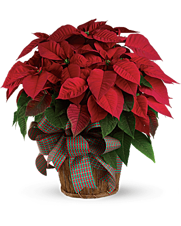  Red Poinsettia in a basket with bow(shown as medium in basket $ 79.99) - Shown as Premium Red Poinsettia in basket with a bow Small: $49.99 foiled and bow   $59.99 in a basket Medium: $69.99 foiled and bow  $79.99 in a basket Large: $89.99 foiled and bow    $99.99 in a basket To order foiled poinsettia plants  please call the store 603-601-6312