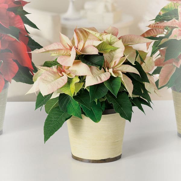 White Poinsettia Plant - A tried-and-true holiday favorite, our poinsettia plant brings the beauty of the season to life with its white blooms and rich green leaves.