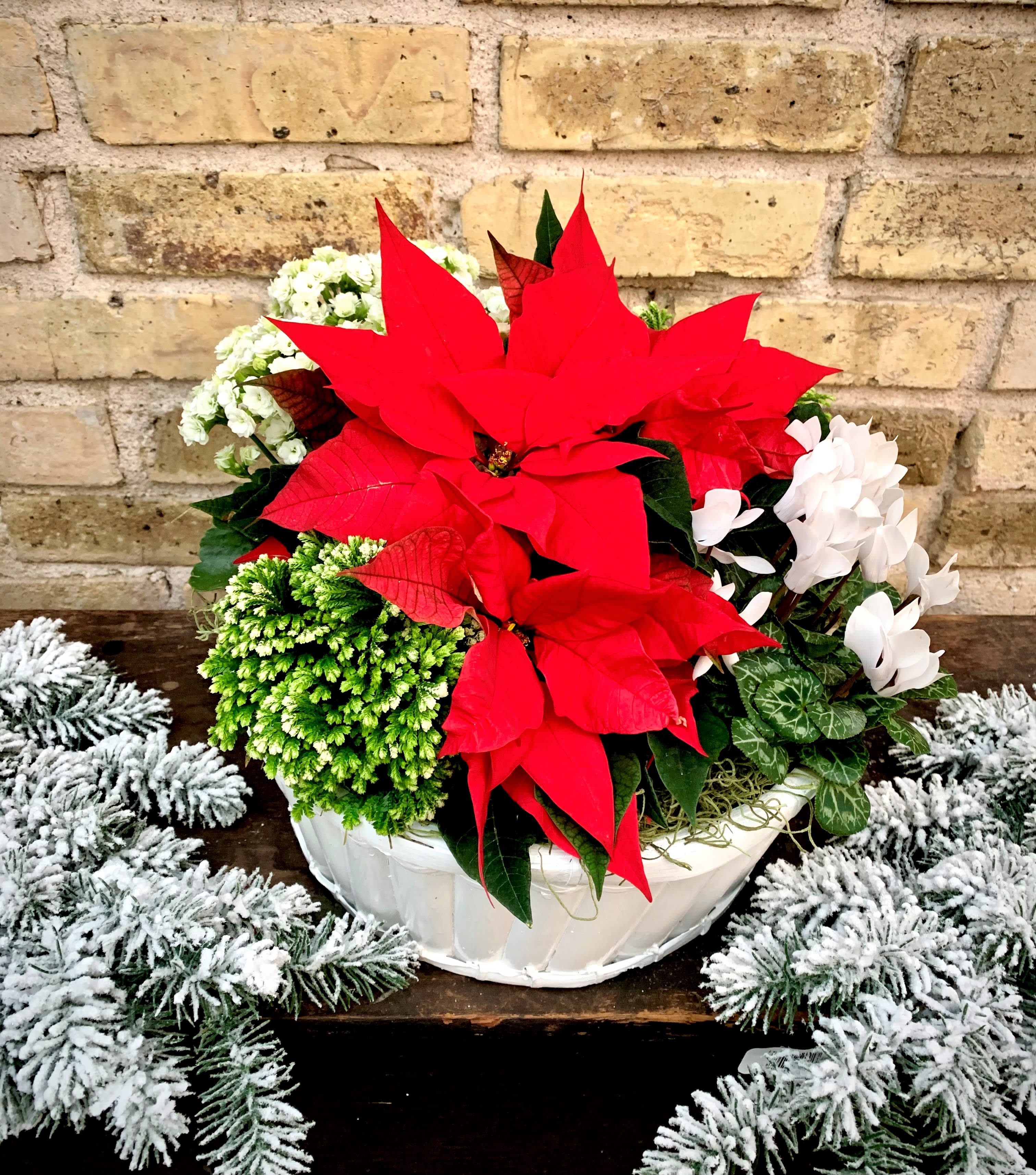 Holiday Garden - European Garden With A Holiday Theme. Assorted Plants Set Into A Basket Make This a Wonderful Gift. Plants and Basket May Vary.