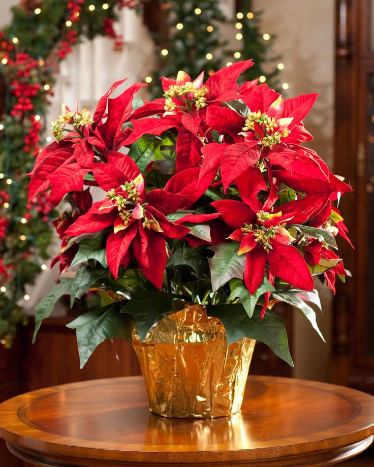 Poinsettia - Beautiful 8" pointsettia. Gold Foil and Big bow included!