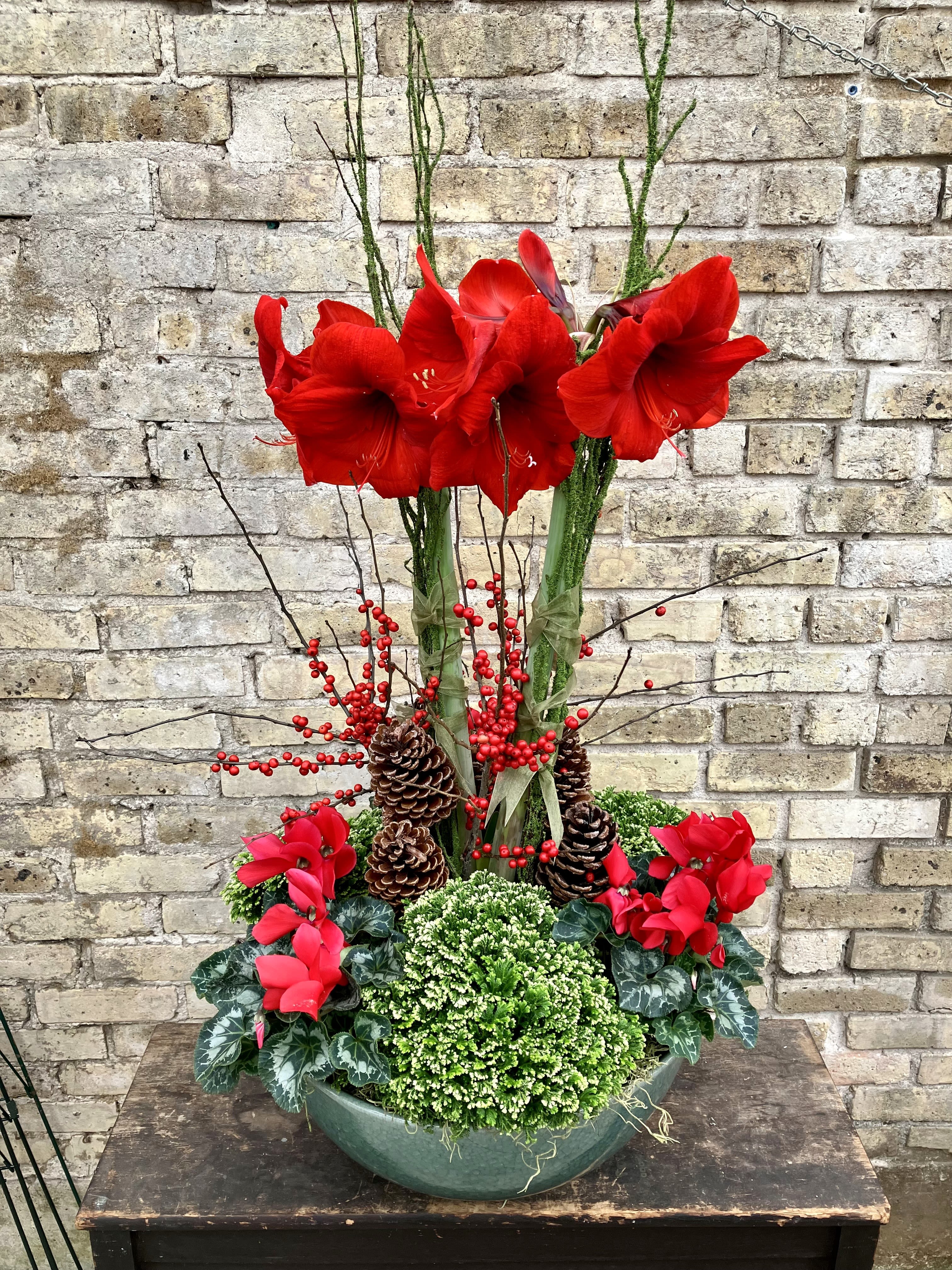 Grand Splendor - An Incredible Display of Amaryllis, Cyclamen, Frosty Fern and Holiday Decorations Make This a Showstopper ! Set Into a Classic Celadon Porcelain Bowl.  Approximately 40" Tall by 20" Wide (some products may change depending on availablity) 