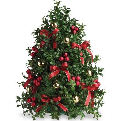Northwoods Boxwood Christmas Tree - Christmas Tree created from English Boxwood branches into a beautiful decorated tree, a fantastic gift that will last through the new year and beyond