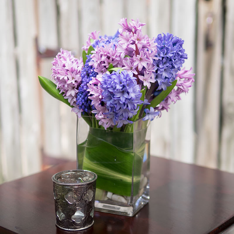 Scented Hyacinths - Collection of long lasting and scented hyacinths in clear glass with leaf wrap, a lasting and precious gift for scent lovers. Specific color palette and shades may vary upon availability.