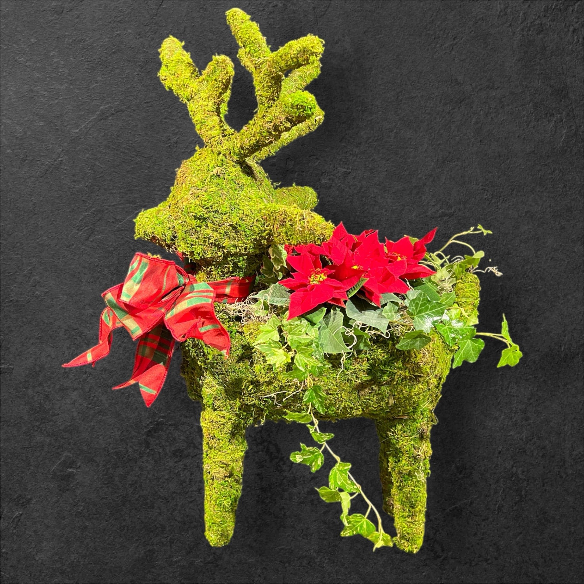Olive, the other reindeer - Isn't Olive adorable ??!  We've placed mini poinsettias with ivy in this wonderful topiary deer form and covered it in preserved moss.  Tied with a holiday bow around the neck....   Ribbons and Styles vary.. some are standing and some kneeling.  A memorable gift for the season! Approx 26&quot; high, 16&quot; long and 6&quot; wide.