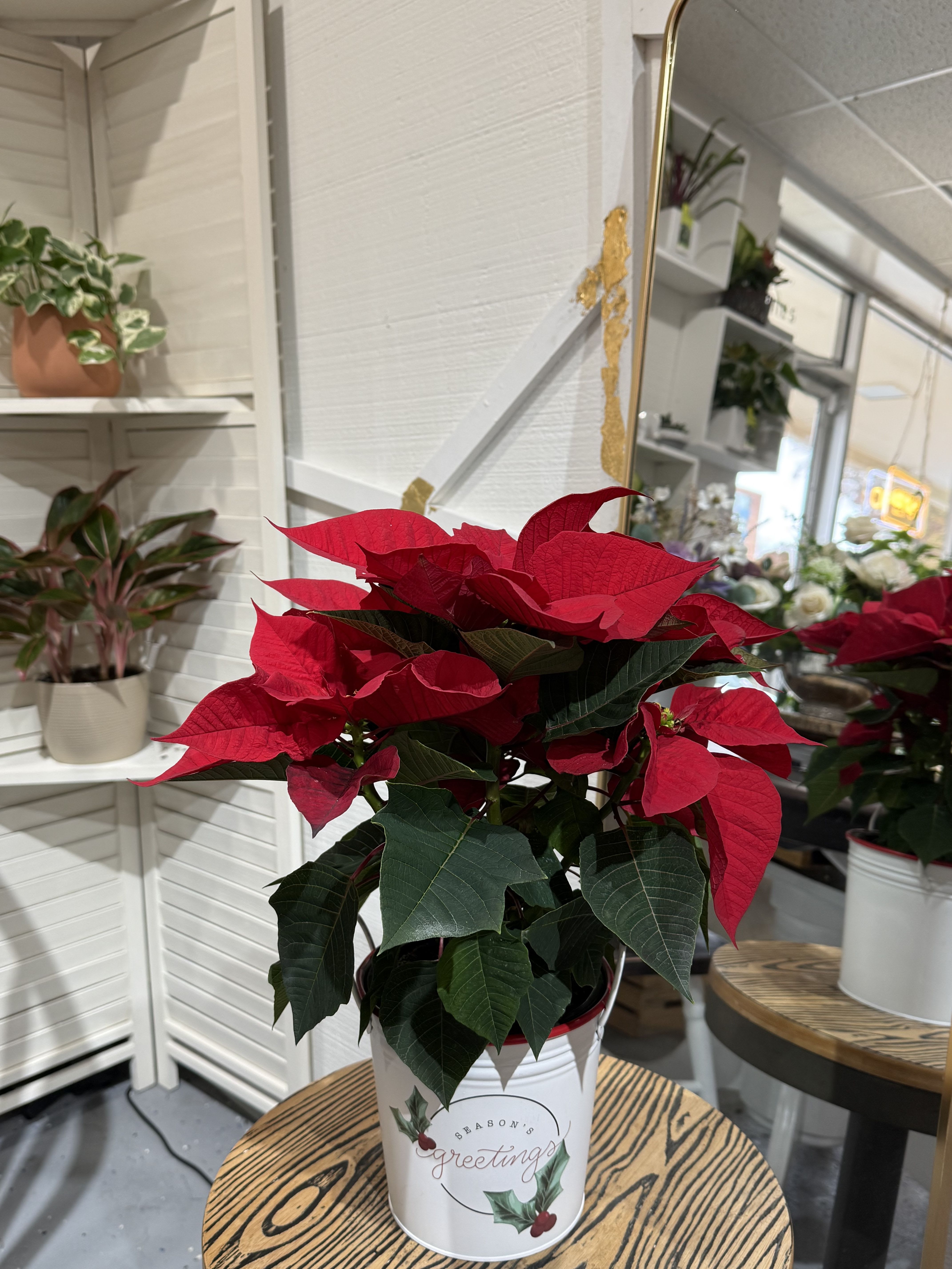 Festive Tin Poinsettia - A holiday classic with a charming twist—our 6&quot; Festive Tin Poinsettia comes nestled in a cheerful metal holiday tin, chosen from the assorted designs shown. Its rich red blooms make it the perfect seasonal décor piece or thoughtful winter gift.