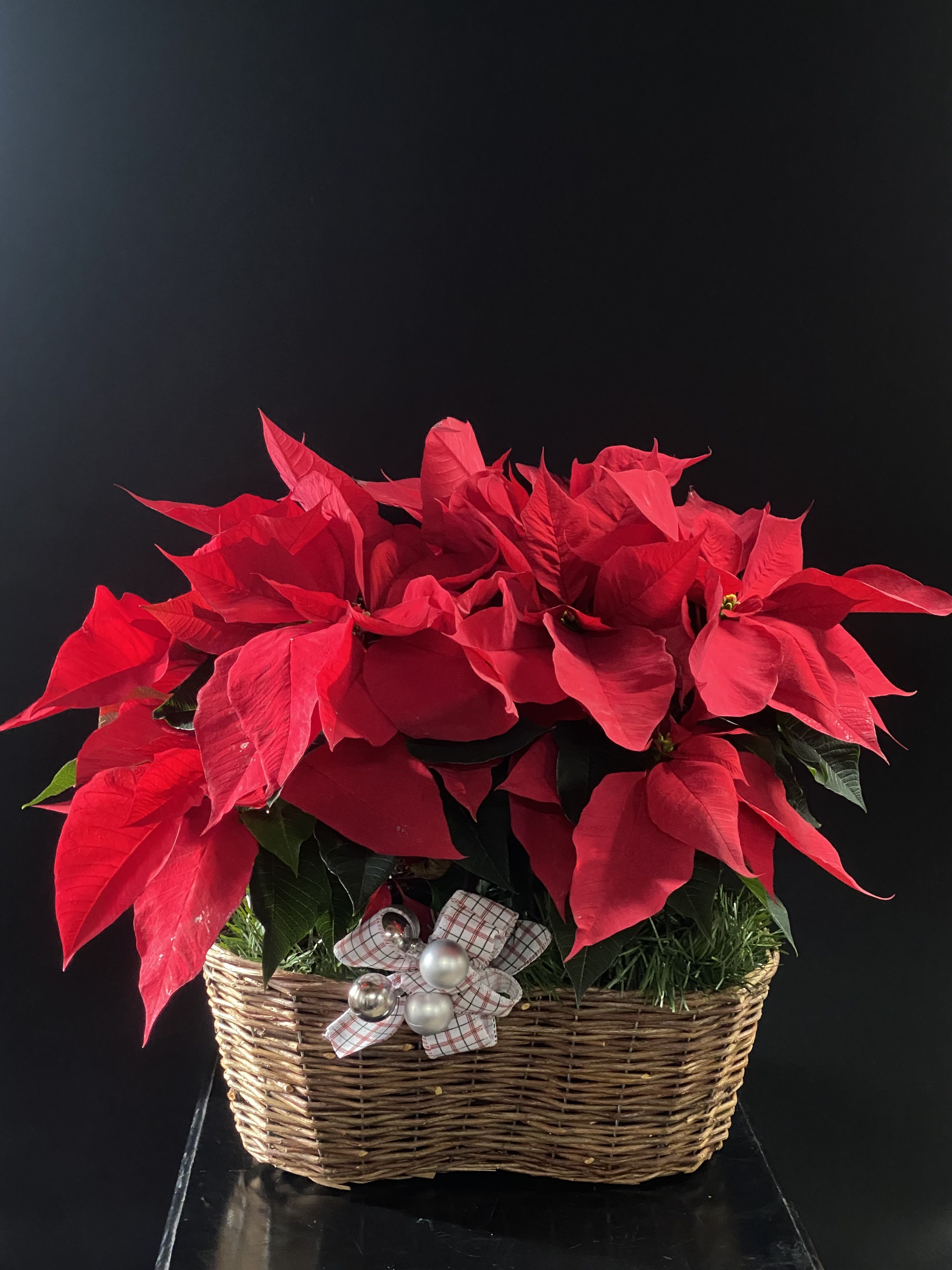 2, 6.5&quot; Poinsettia Basket - Festive poinsettia gift basket with two 6.5&quot; poinsettias