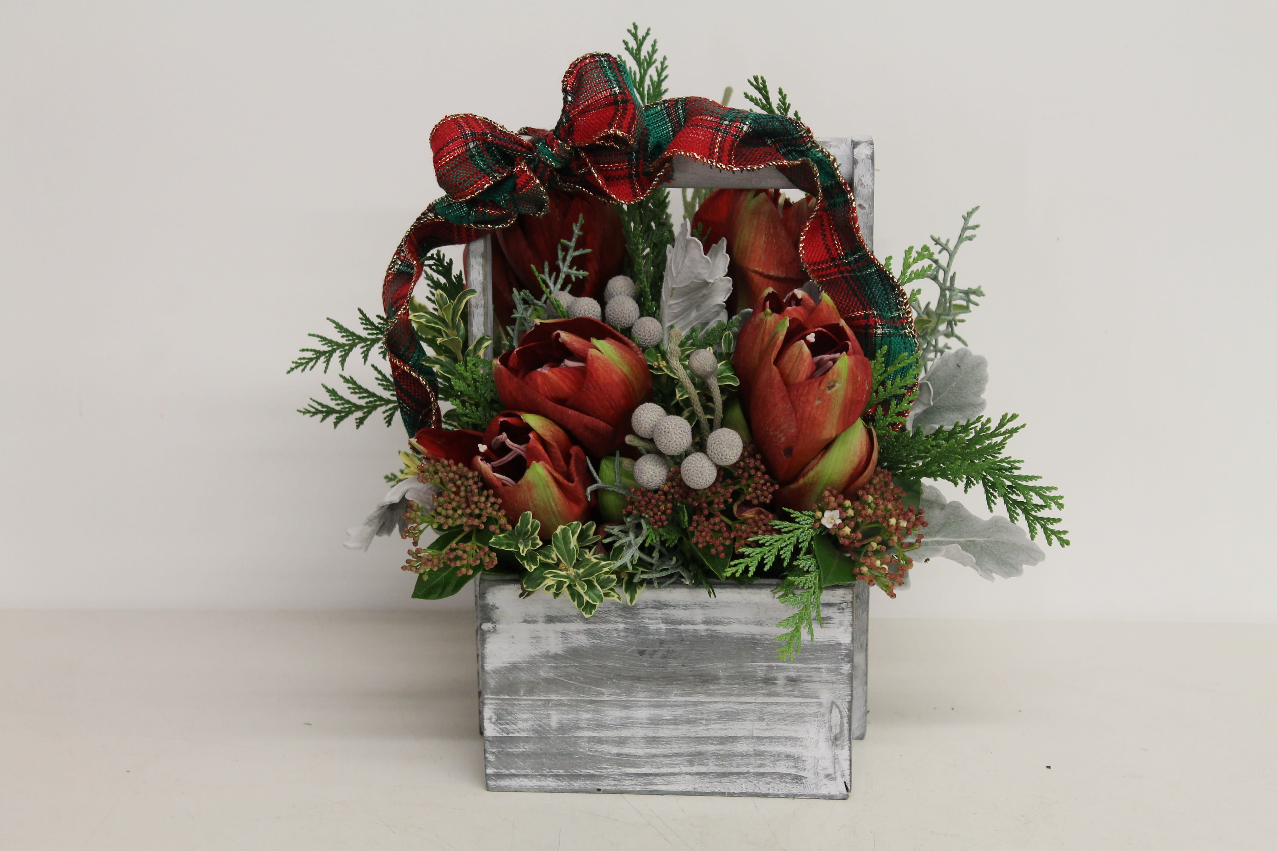  Red Amaryllis - CC - Small and gorgeous