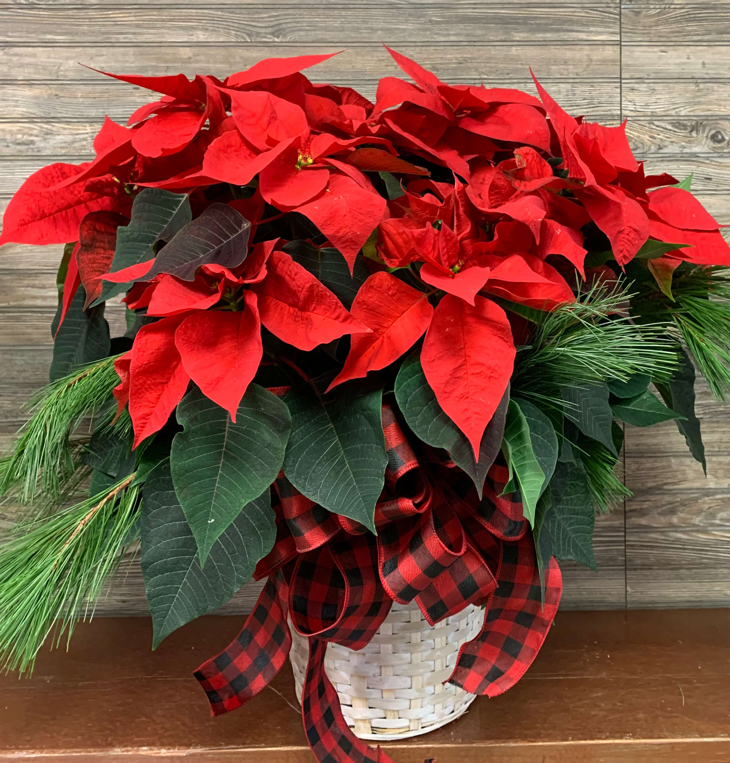 Traditional Poinsettia - A triple poinsettia (3 plants in an 8.5-inch pot) with evergreen trim with a plaid bow in a whitewashed basket. About 25hx22w. 