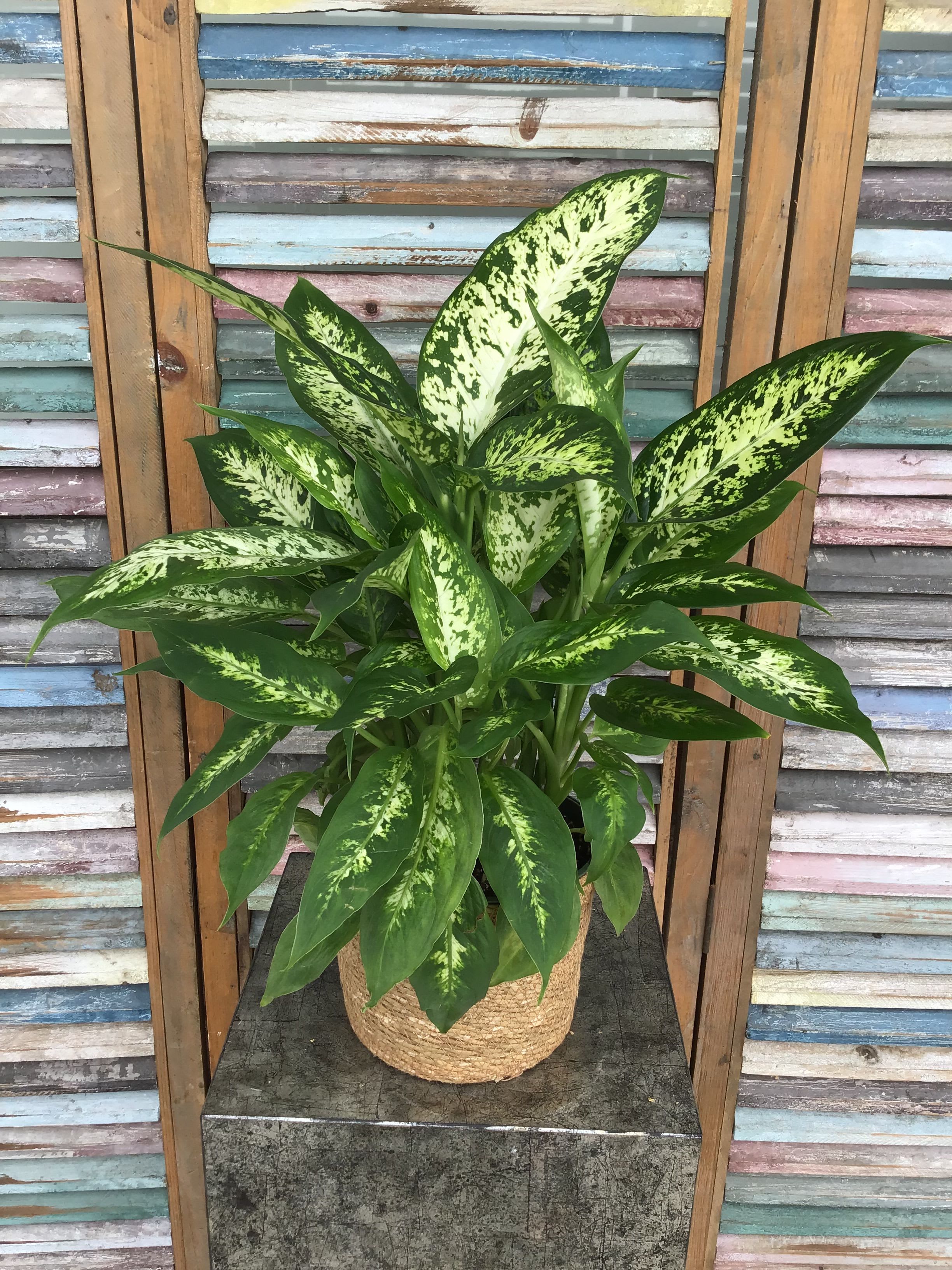 25-1 - Fresh &amp; Beautiful Plant