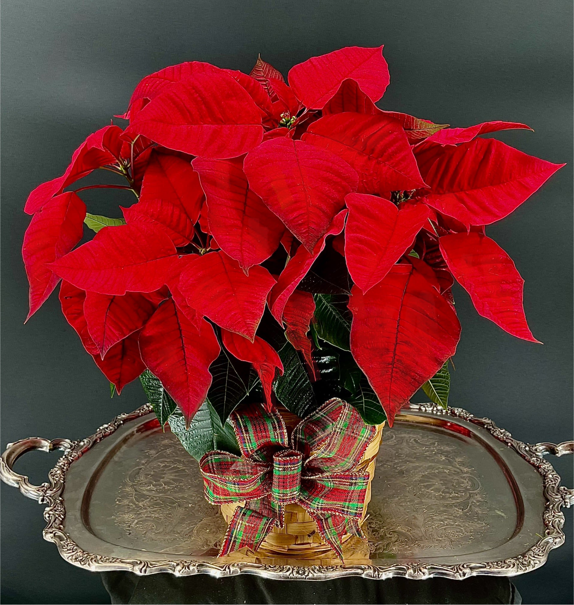 Holiday Poinsettia Plant - Nothing signals Christmas and the winter holidays quite like brilliant red poinsettias.  The Poinsettia is delivered in a wicker container, adorned with a lively holiday bow.  Enjoy the festive colors of poinsettia Christmas centerpieces at your next holiday gathering with the family or give them as a gift to spread some holiday spirit.  Standard is the 6&quot;, Deluxe is the 8&quot; and Premium is the 10&quot; size.  You can even order them online in advance for quick delivery right before the holidays!   For large orders of multiple plants, please contact us in store at (813) 224-9009.