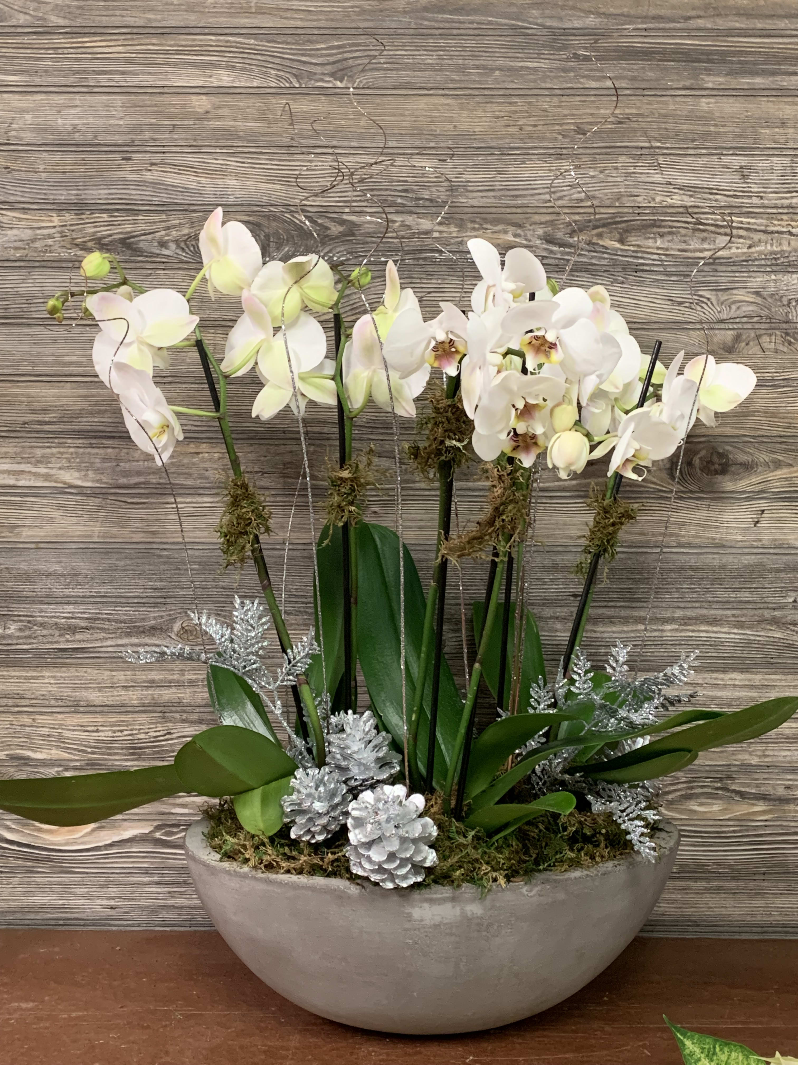 Winter Orchid Bowl  - 3- double stemmed Phalaenopsis orchids in a Cement Oval Bowl accented with white sticks, glittered pinecones, and moss.  The dimensions of the container are 8hx11w.