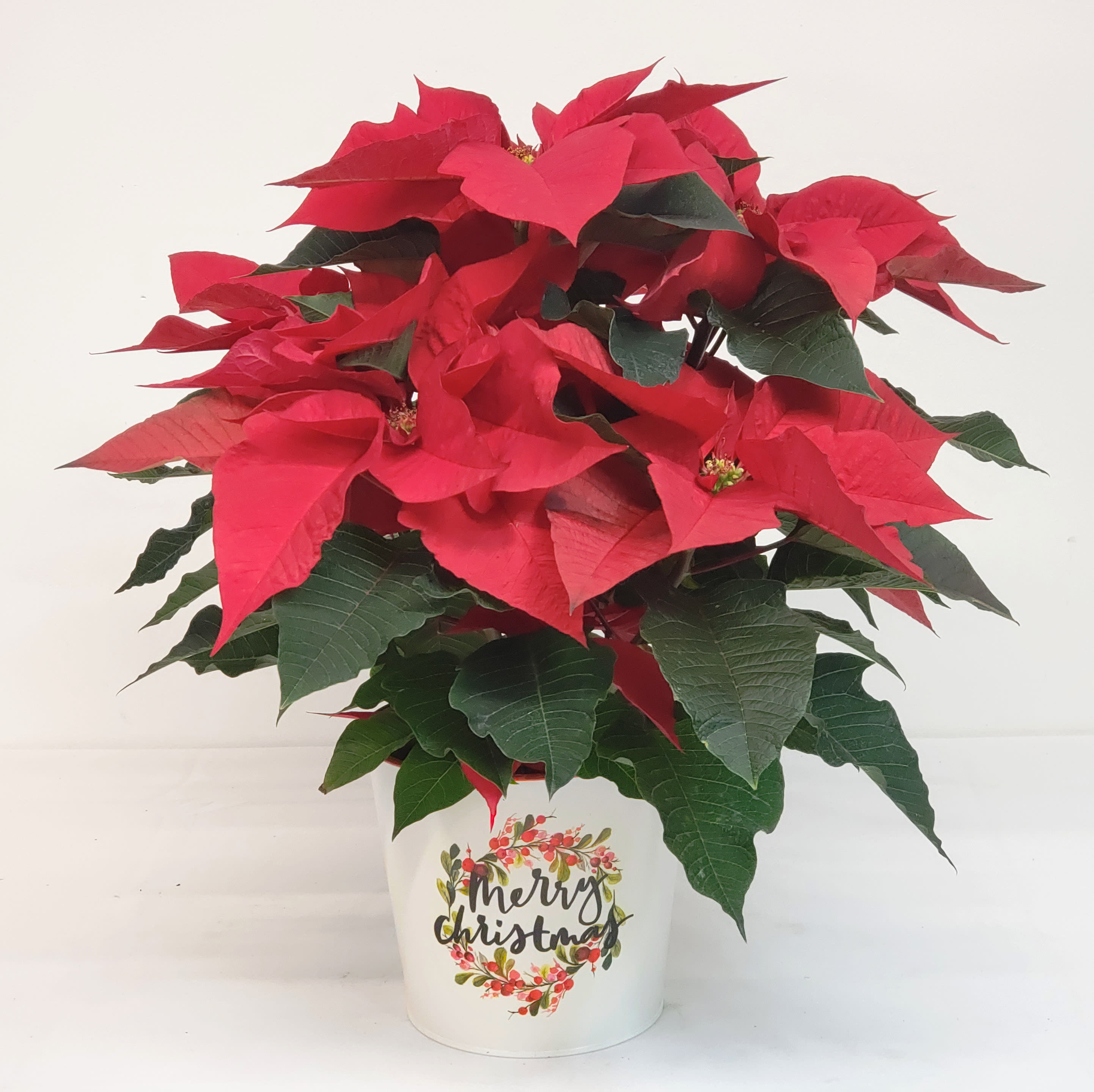 Merry Christmas Poinsettia - Prestige red poinsettia set in a 6 1/2" Christmas tin. This is the perfect size for table, mantle, or counter top display.