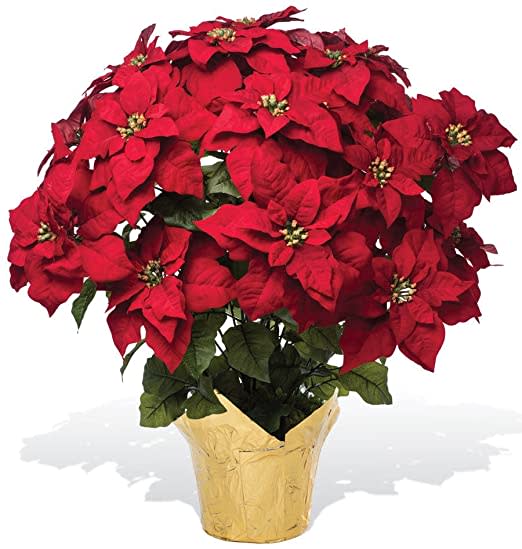 Extra Large Red Poinsettia - Make a statement with this extra large red poinsettia plant. It is accented with a matching decorative bow.