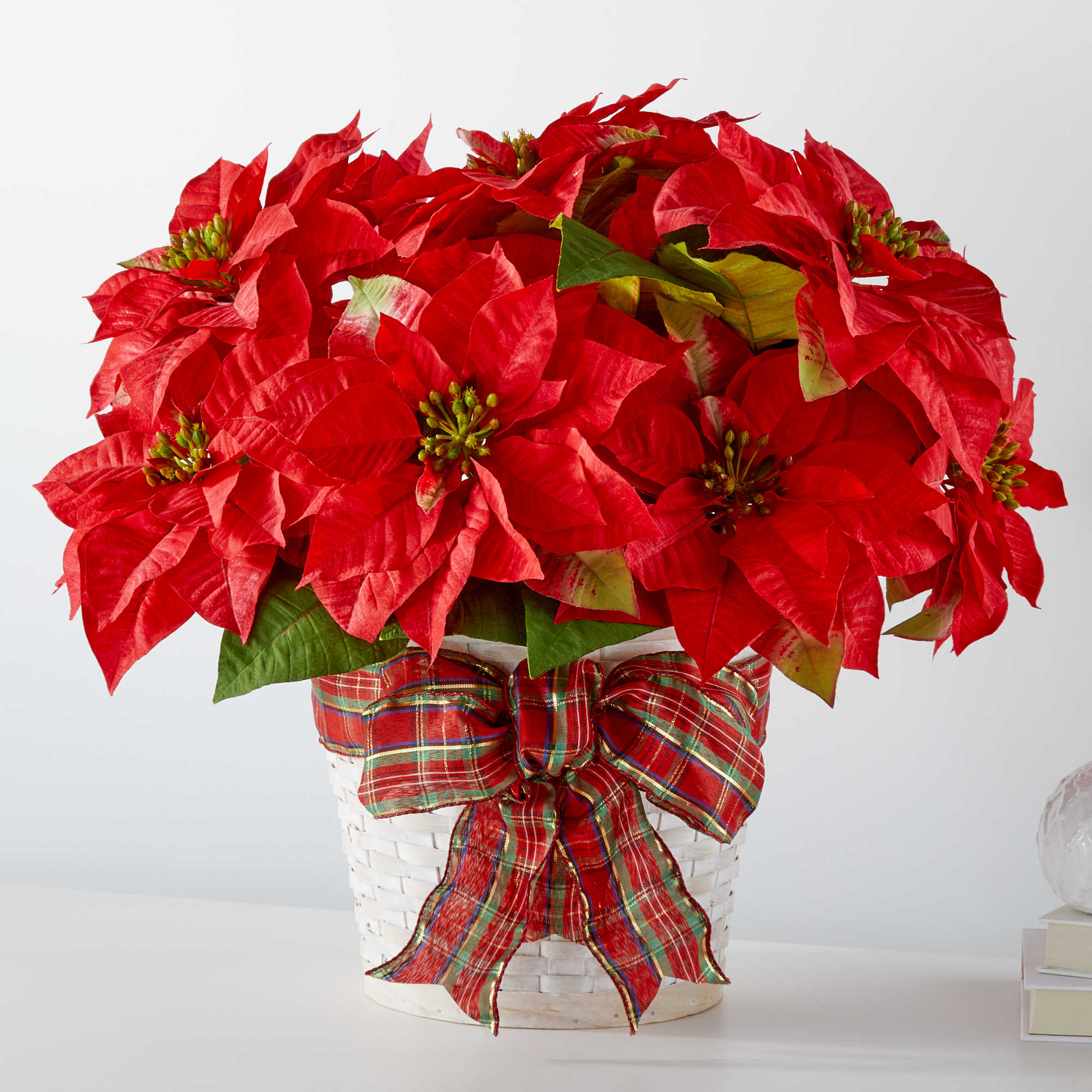 Happiest Holidays Poinsettia - Poinsettias make any home feel ready for the holidays with their classic, bold red flowers and green leaves. Each live plant comes tied with a festive ribbon.