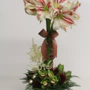 Amarylis Topiary - CC - Amarylis