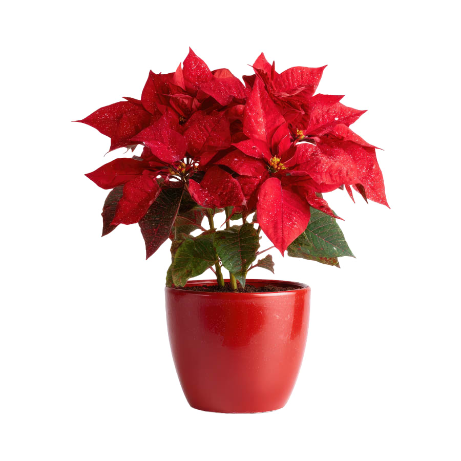 Poinsettia Plant by BloomNation™ - Happy Holidays! A classic holiday plant, the poinsettia plants vibrant color brings some cheer to any room. A perfect Christmas present for any relation.