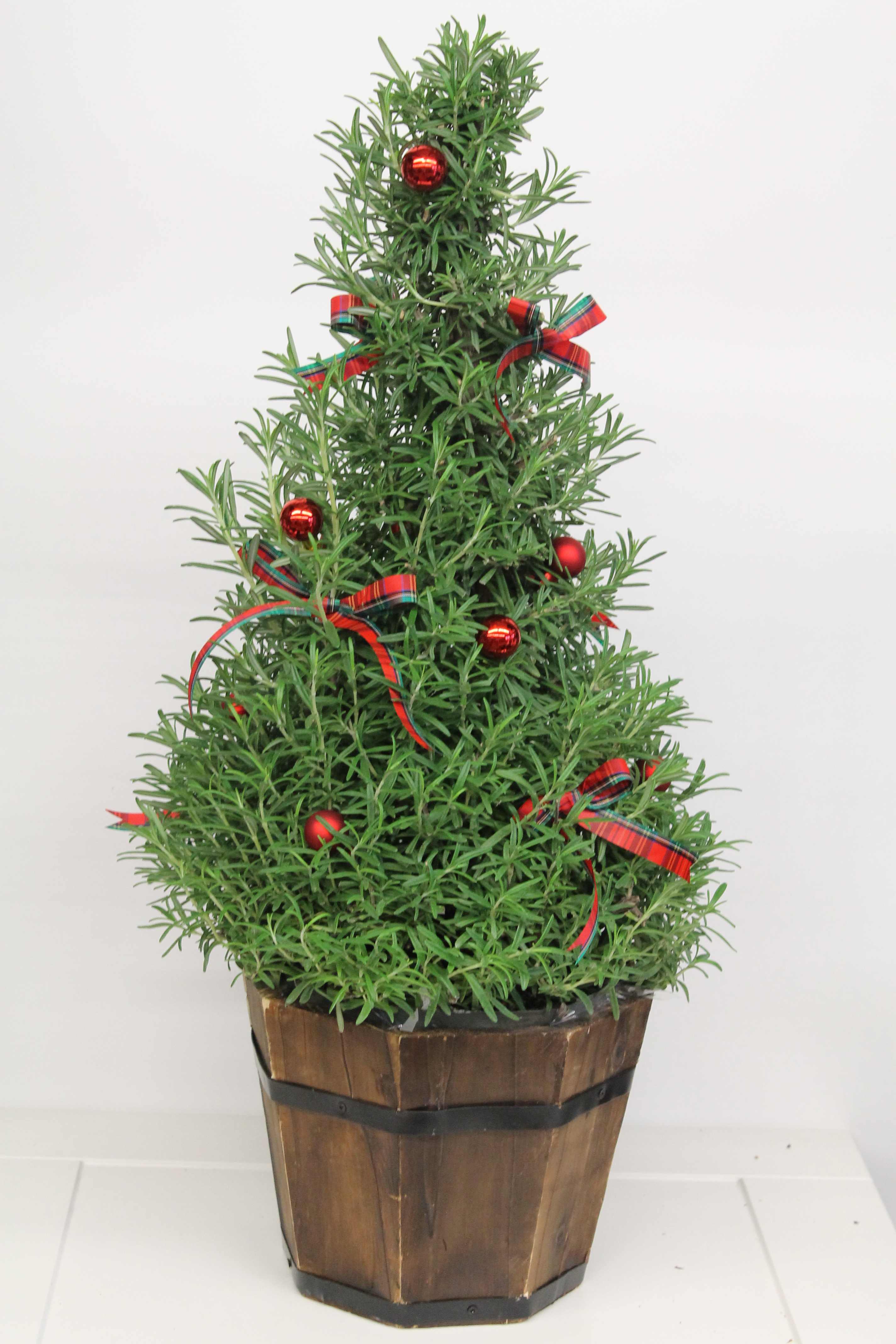 Rosemary Tree - CC - Rosemary