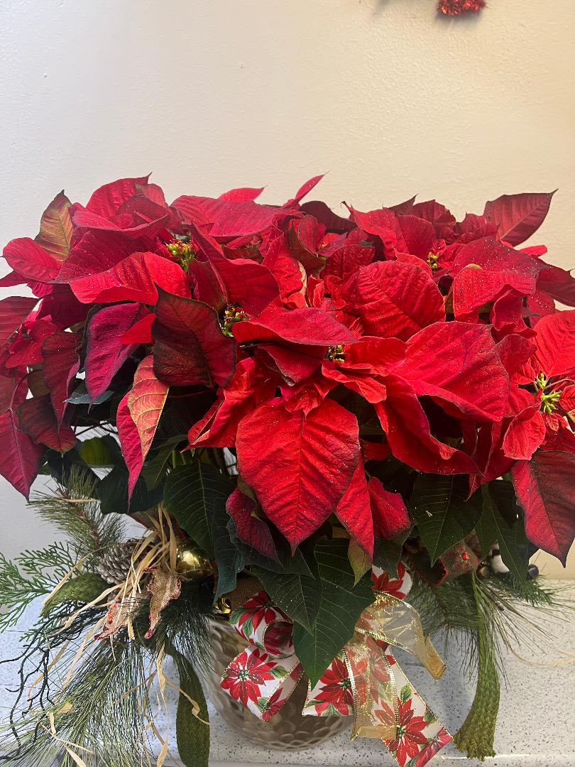Deluxe Red Poinsettia  - Larger, Fuller and has more blooms than the standard size. Comes with Christmas greens, bow and glitter ting ting to top it off! 