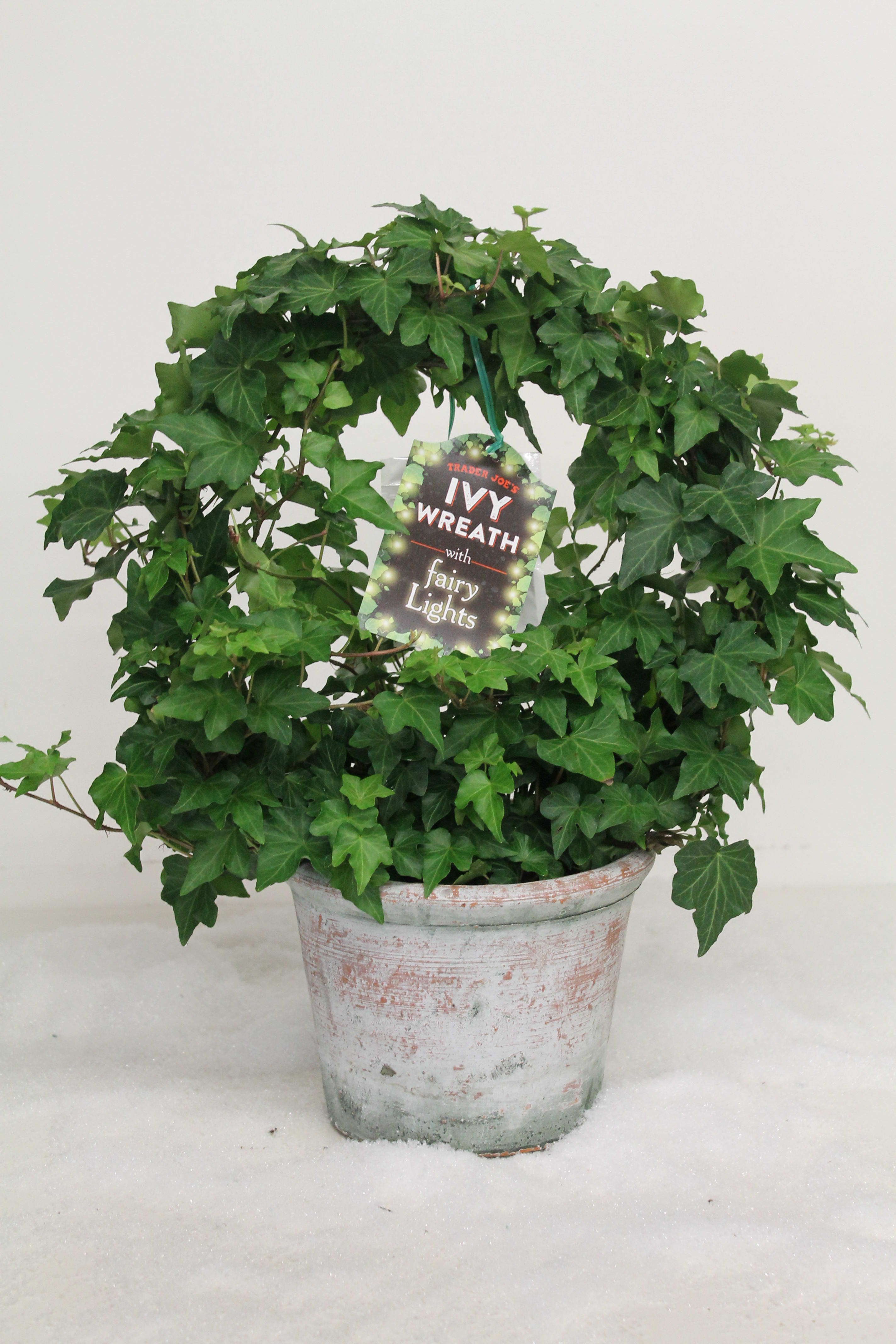 Ivy Wreath - CC - Wreath Plant with Light