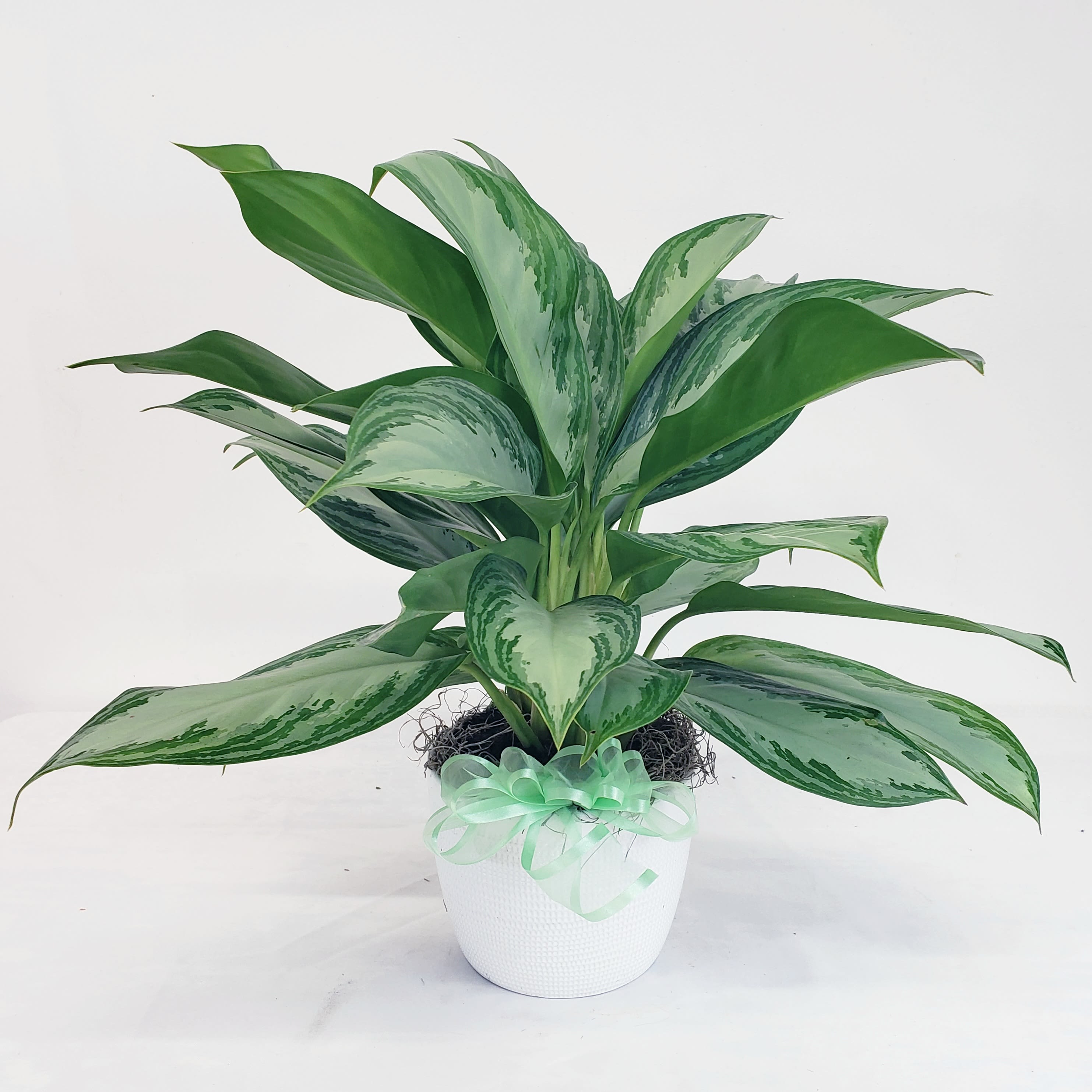 Silver Bay Aglaonema - This broad leaf variety is the perfect size for end table or floor display. Transplant to a larger planter for continued growth. Comes in a 6" basket with a hand tied bow. Approximate height is 28" to 34".