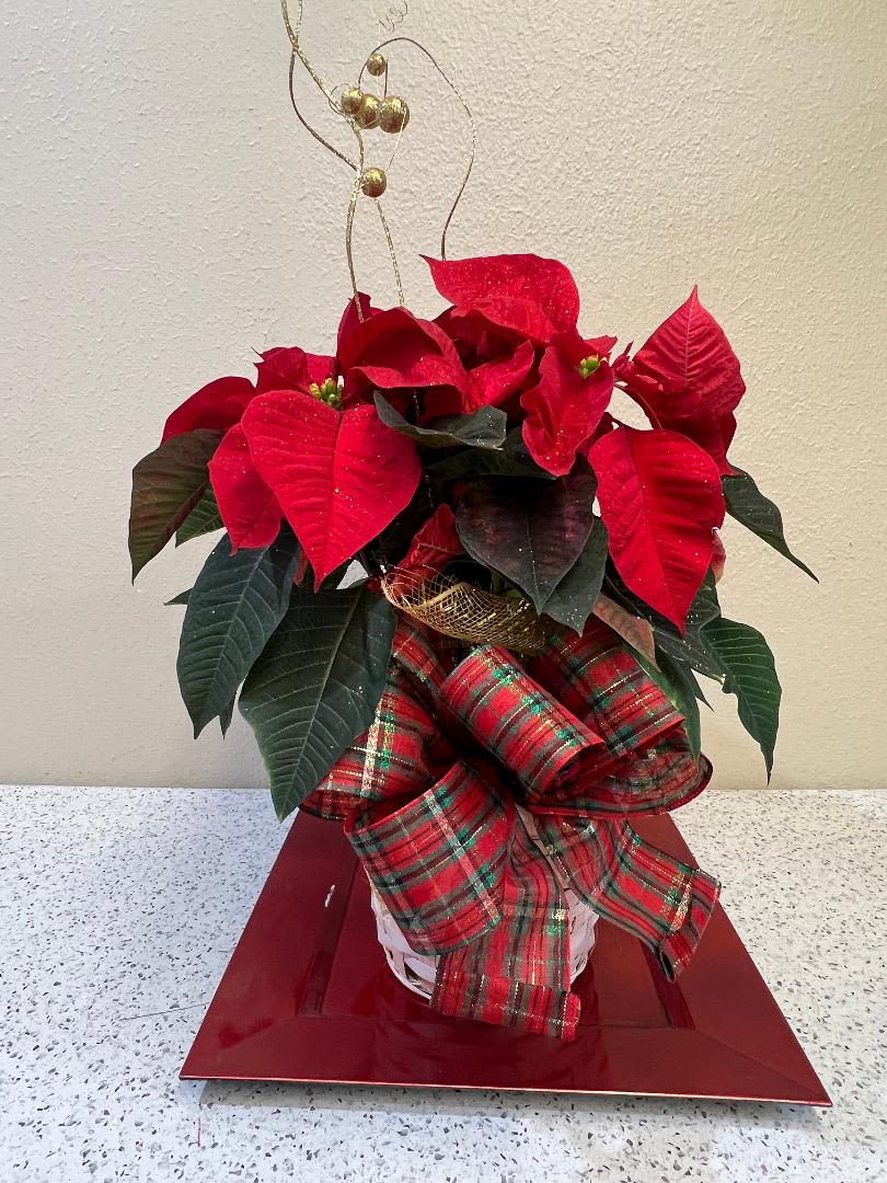 Poinsettia Plant  - Happy Holidays! A classic holiday plant, the poinsettia plants vibrant color brings some cheer to any room. A perfect Christmas present for any relation.