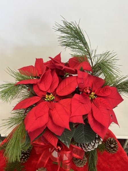 Festive Poinsettia on White Ceramic Container - Poinsettia plants are one of the most popular houseplants during the holiday season. They make the ultimate Christmas decoration and a lasting gift. Let us deliver this lovely gift for a very merry holiday!