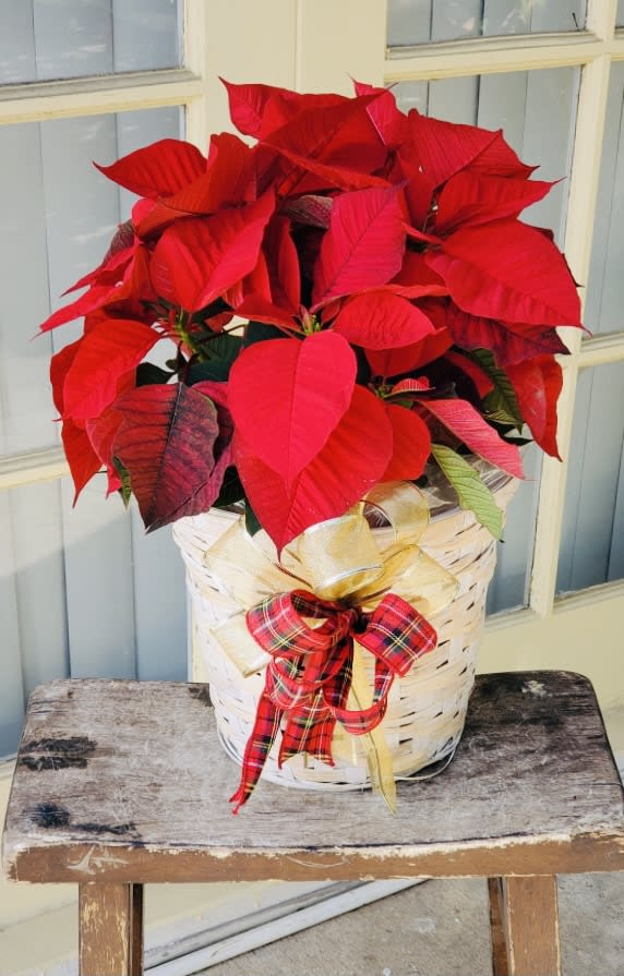 Red Poinsettia Basket  - The traditional winter blooming plant, a December Poinsettia with its dark leaves and deep red flowers, is set in a beautiful white-washed basket to create the perfect gift for family and friends.   Approx. 8D  Your purchase includes a complimentary personalized gift message.