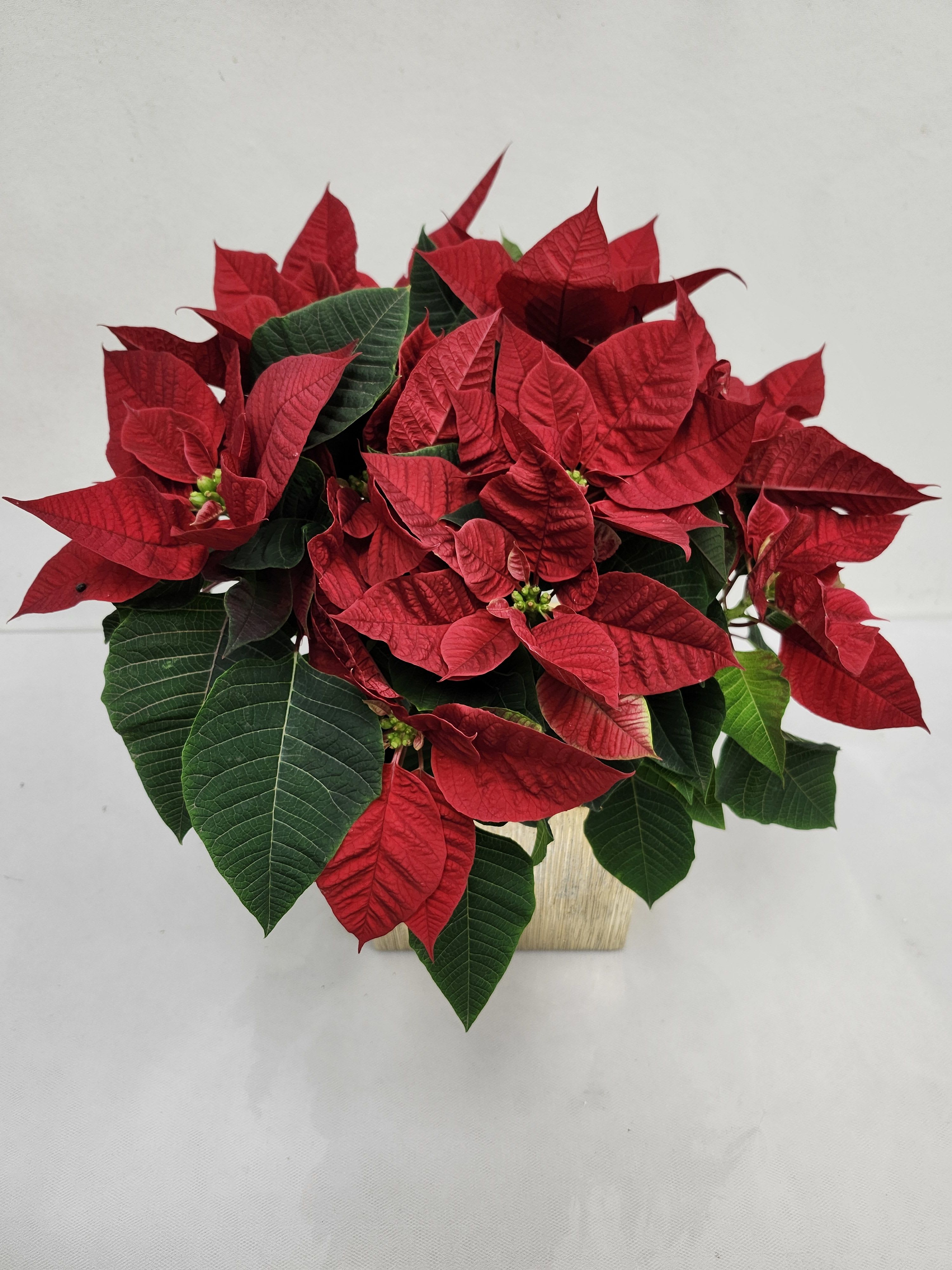 Poinsettia - Beautiful poinsettia in an elegant gold vase.