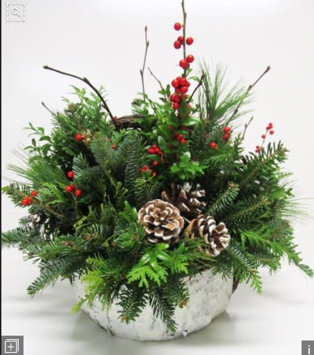 Christmas Woodlands - Fresh Assorted Christmas Greens with Berries and pine cone in a white wicker basket.