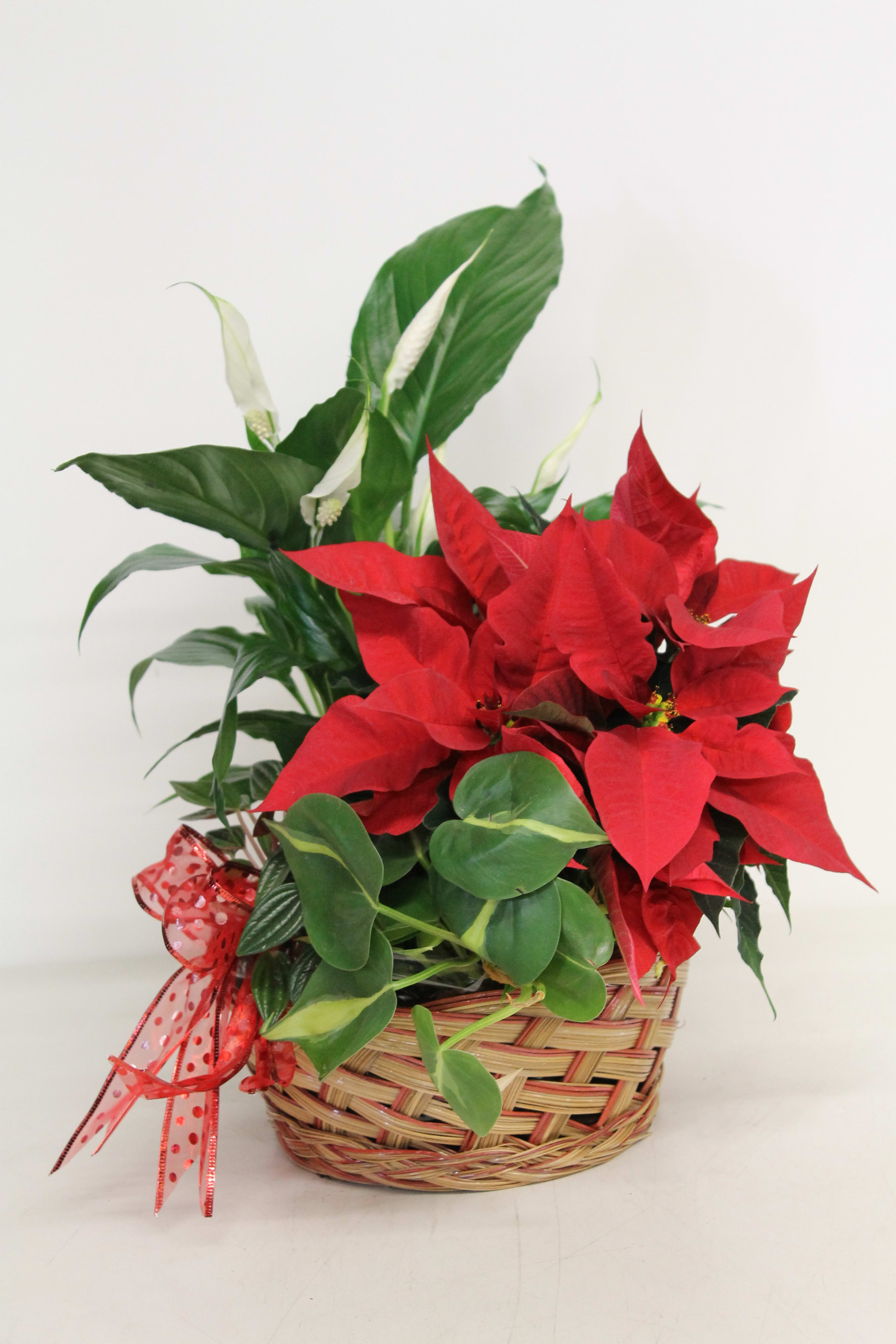 Basket full of winter - CC - Plants
