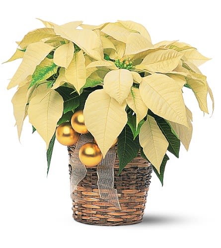 White Pointsettia - This lovely poinsettia, decorated with balls and ribbon, adds beautiful winter whites to a dining area or living room.     One white poinsettia arrives in a wicker basket decorated with gold balls and ribbon. Approximately 17&quot; W x 16-1/2&quot; H 