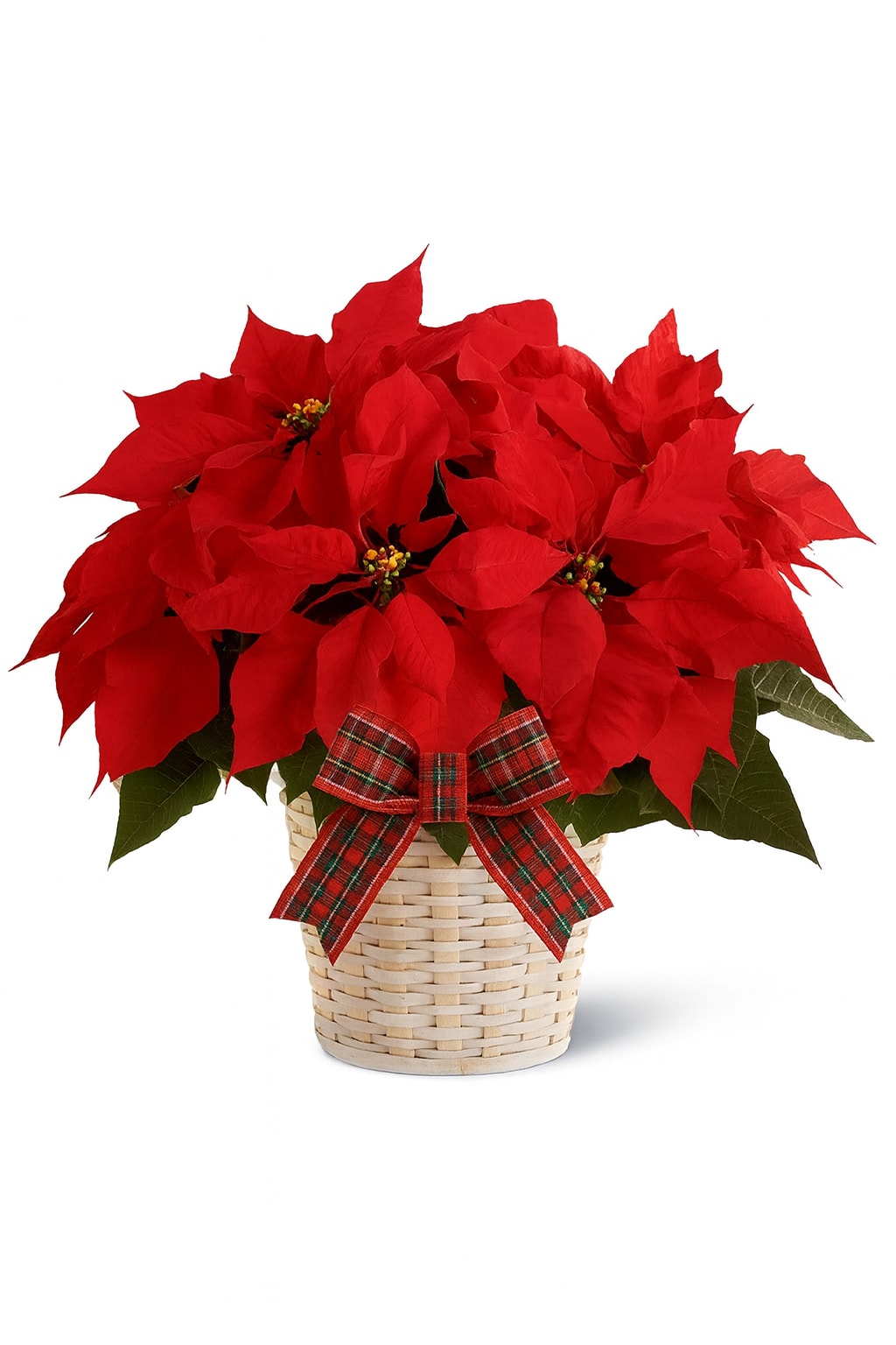 Holiday Poinsettia Basket - This is your go-to holiday showstopper. A vibrant red poinsettia set in a crisp white basket, dressed up with a festive plaid bow. Perfect for adding that Christmas touch to any space. 