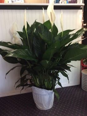 Elegant Spathiphyllum - Large - Known for its indoor beauty and ability to clear the air of contaminants, this brilliant green plant with dazzling white blossoms makes a perfect gift for almost any occasion. low-maintenance. High quality. Bet you never knew delivering elegance could be this simple.