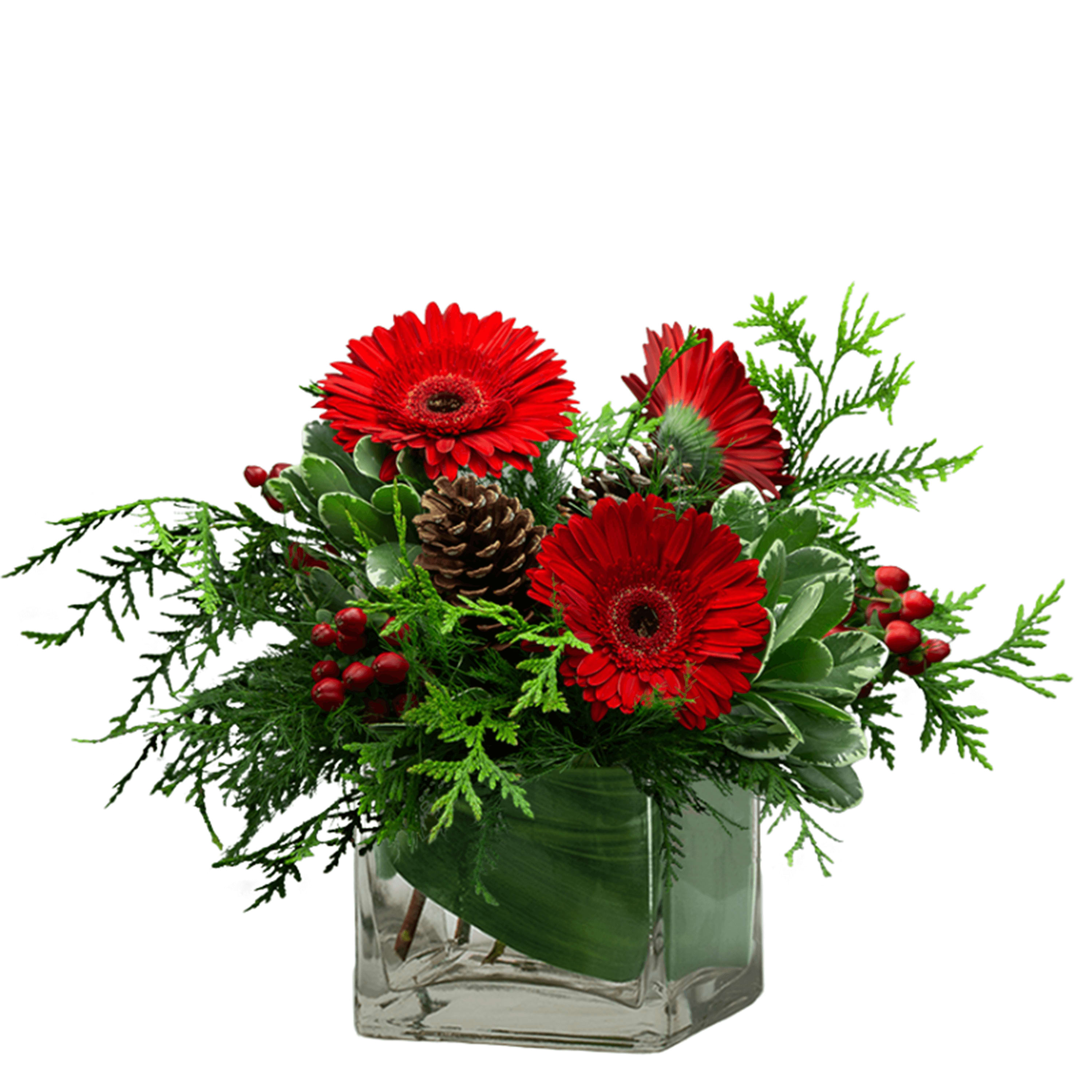 Berry and Bright Cube Bouquet - Make them &quot;berry&quot; happy. Berry and Bright will add cheer an whimsy to any occasion. Bright red gerbera daisies accented with red hypericum berries and pine cones in a low clear glass vase will accent any end table or coffee table.
