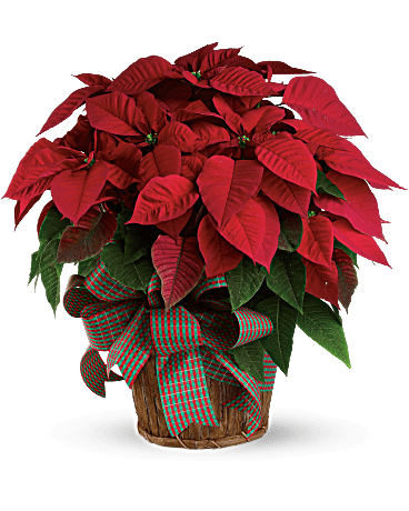 Red Poinsettia In A Basket With Bow Pictured as Med in Basket 79.99) - Shown Premium Red Poinsettia in basket with a bow Small: $49.99 foiled and bow  $59.99 in a basket Medium: $69.99 foiled and bow   $79.99 in a basket Large: $89.99 foiled and bow    $99.99 in a basket To order foiled poinsettia plants please call the store 603-601-6312