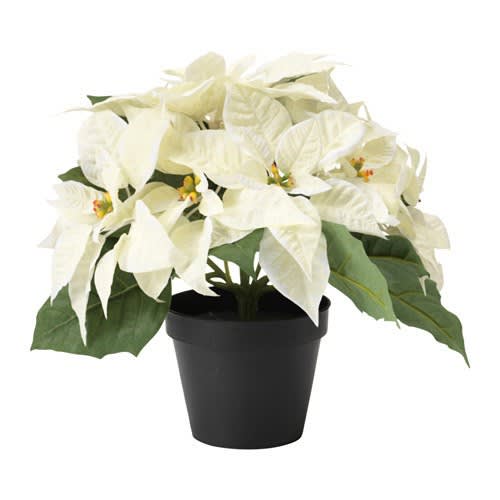 Classic White Poinsettia - Enjoy the season with a classic choice: a white poinsettia plant.  Ours are grown in Lester Prairie, MN and are full and so luscious - so much better than &quot;the other guy's.&quot;  Let us help celebrate the season!  Arrives in a decorative holiday container.