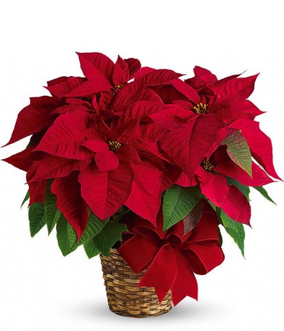 POINSETTIA - Beautiful Poinsettia comes in a basket to compliment the plant. Flower color may vary.