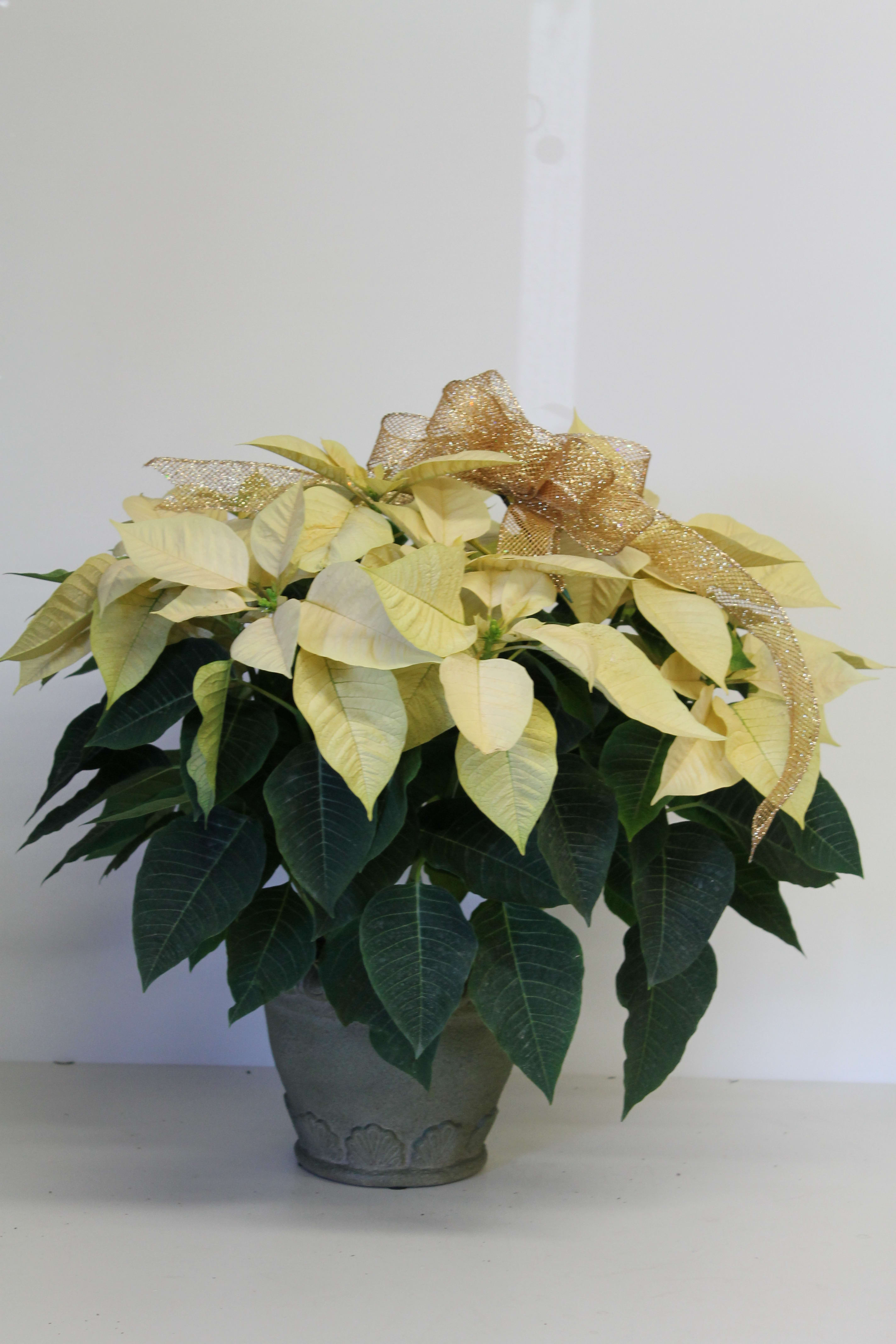 White Poinsettia -CC - 6&quot;