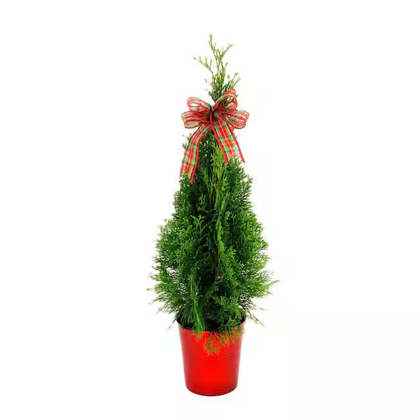 Festive Miniature Thuja Tree - Celebrate the holidays with a charming Miniature Thuja Tree in a festive pot! This elegant evergreen, with its lush, soft foliage and natural conical shape, brings the beauty of the outdoors to any indoor space. Perfectly sized for tabletops or small spaces, the tree comes planted in a decorative holiday pot, accented with a vibrant bow for a festive touch.  This low-maintenance tree is ideal as a thoughtful gift, a holiday decoration, or a winter centerpiece. With proper care, it can thrive long after the season, making it a lasting symbol of joy and renewal.