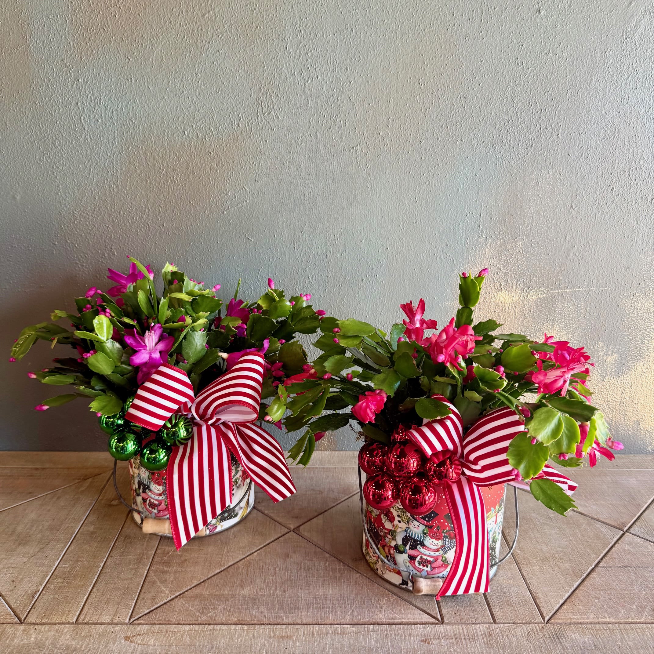 Christmas Cactus - Send the plant lover in your life this festive Christmas Cactus to celebrate the season! Colors vary between hot pin and red. 