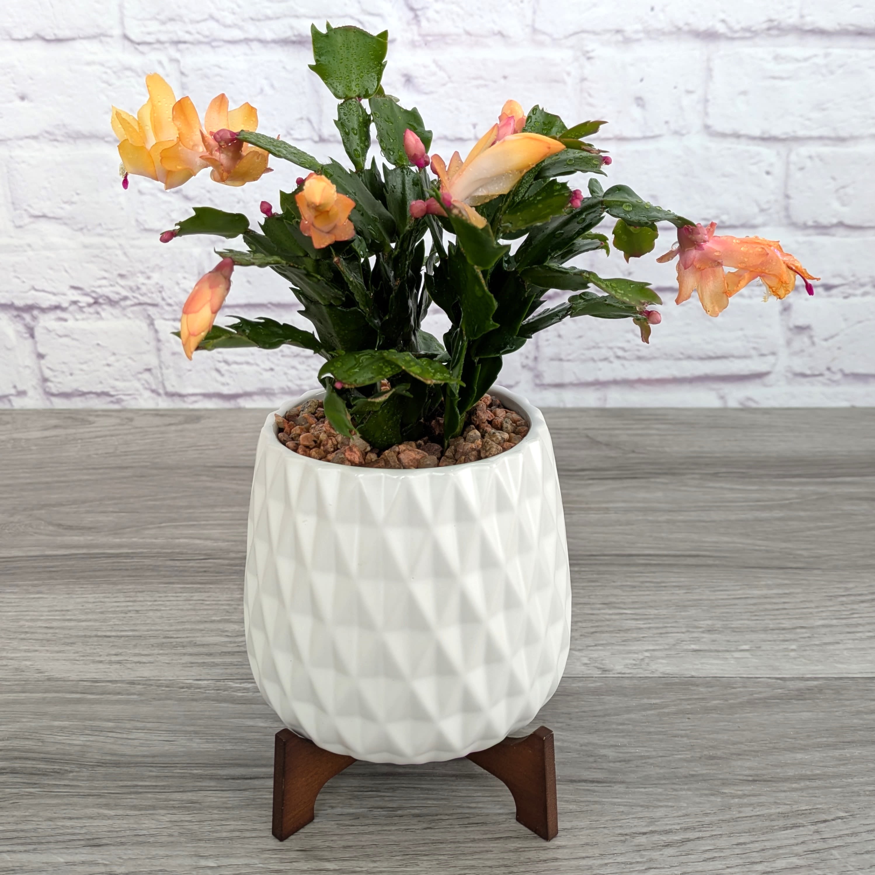 Christmas Cactus Zygo  - A seasonal 4” Christmas cactus in a geometric ceramic pot. Colors WILL vary. 