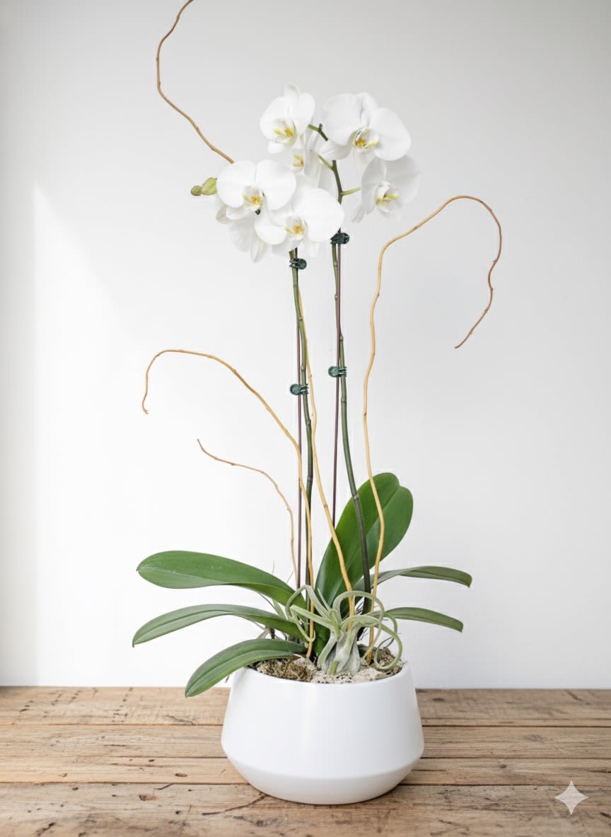 Orchid Fantasy  - Elegant white orchid in a white ceramic planter.  