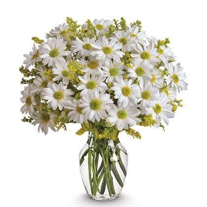 Classic Daisy Bouquet - The iconic daisy, with its golden center, symbolizes purity, innocence, and new beginnings, making it a delightful gift for your loved ones.