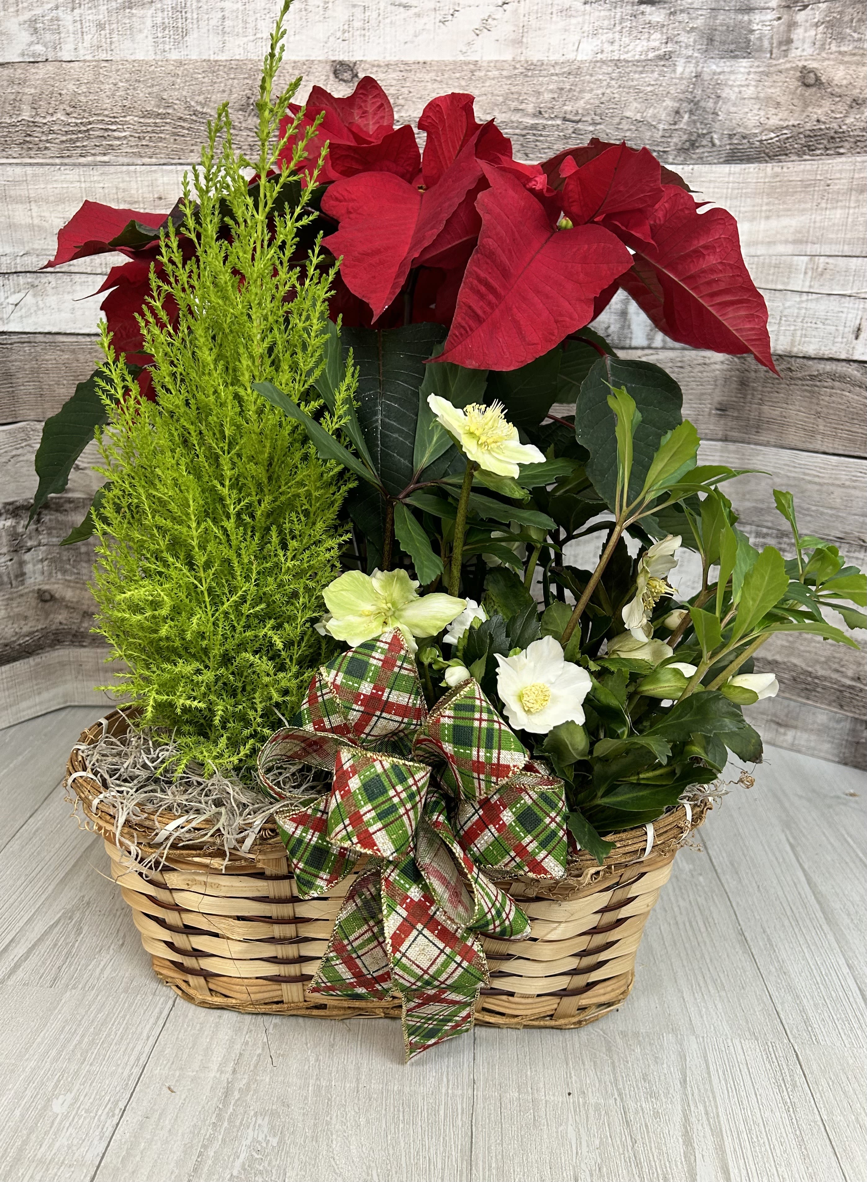 Home For The Holidays - This lovely plant basket is a great gift to send to the host of the holiday!  Not sure what to bring to say thank you? Or what to send as a gift that makes a lasting impression? Send the bountiful basket of lush plants. 