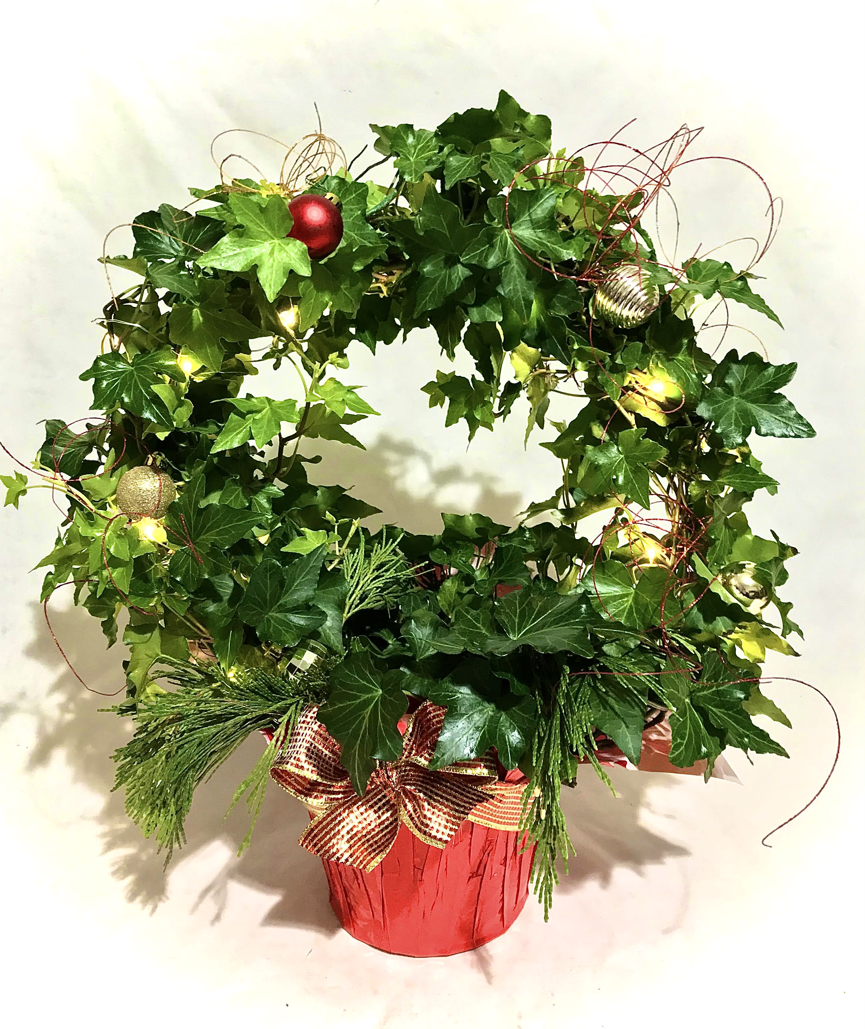The Jolly and the Ivy - This is the cutest Ivy Wreath Plant, collared with fresh evergreens and it even comes with a set of fairy lights!   A wonderful long lasting gift.