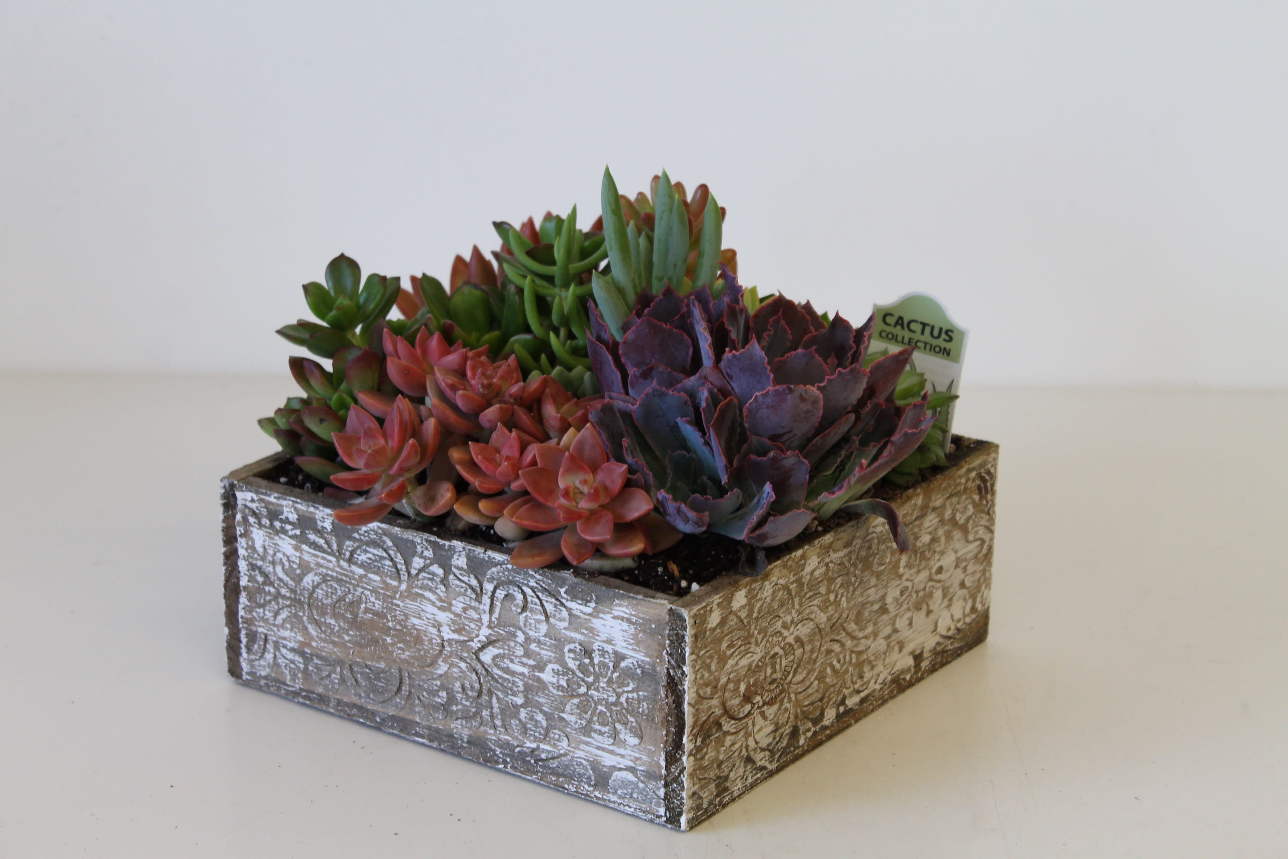 Succulent Box/26 - Verity of Succulent Plants