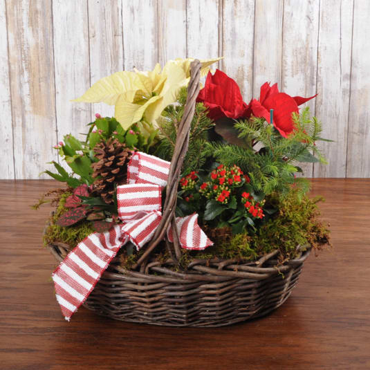 Festive Holiday Garden Basket - A grapevine garden basket with holiday plants bring warmth and light to any space and last the whole season through!