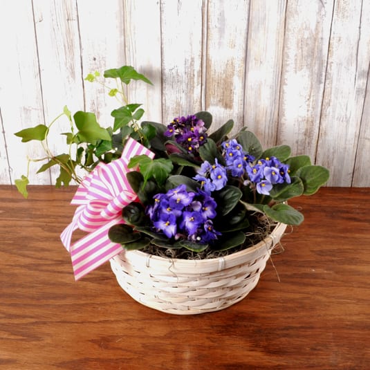 Mixed African Violet Basket - This lovely mix of African violets is so much like a flower garden, it''s like bringing a little oasis right inside a home. Container and plant color may vary. 
