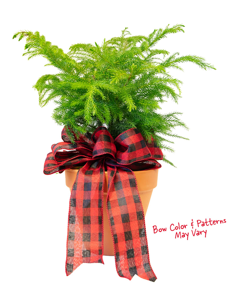 Holiday Norfolk Pine - 6&quot; Norfolk Pine in terracotta pot with bow. Bow color and pattern may vary