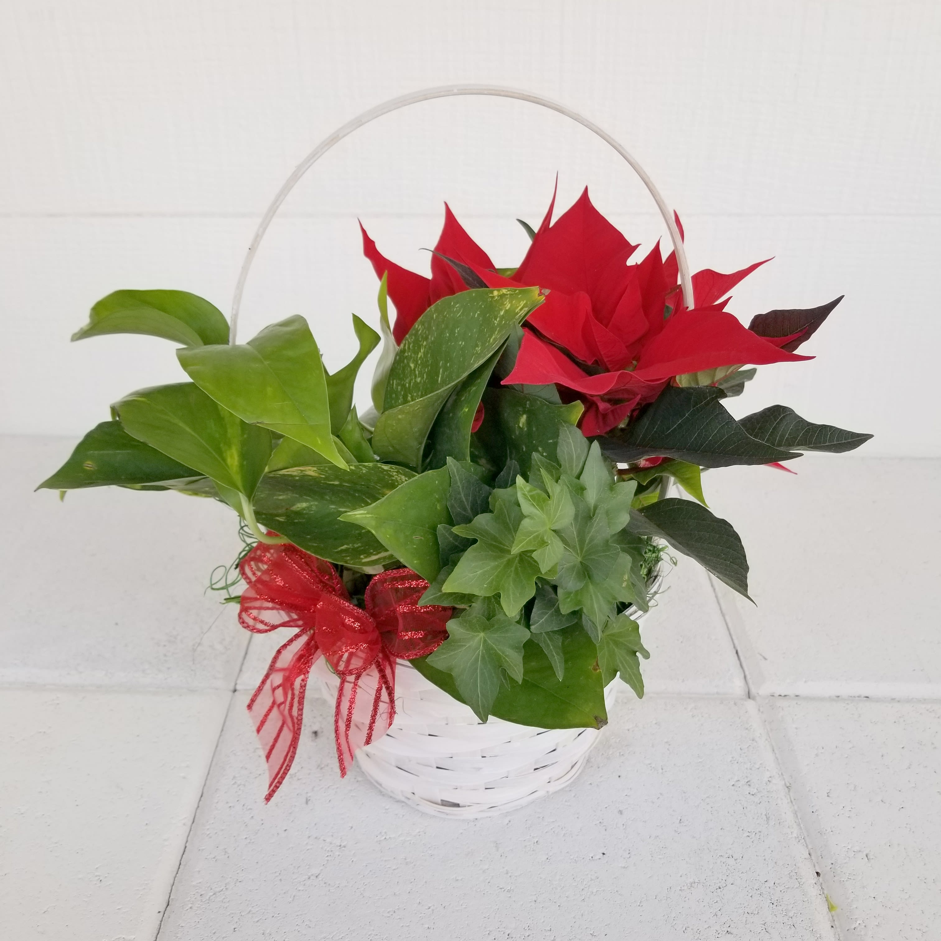 Mixed green poinsettia basket - Mix of green plants and a bright red mini pointsettia in a whitewashed basket.  Perfect little Holiday gift!  